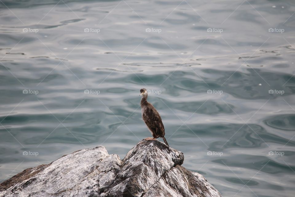 cormorano