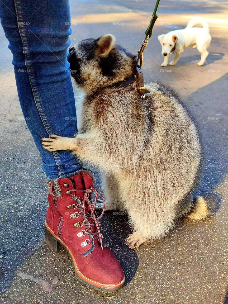 The raccoon is holding on to the woman's leg.  A dog watching a raccoon