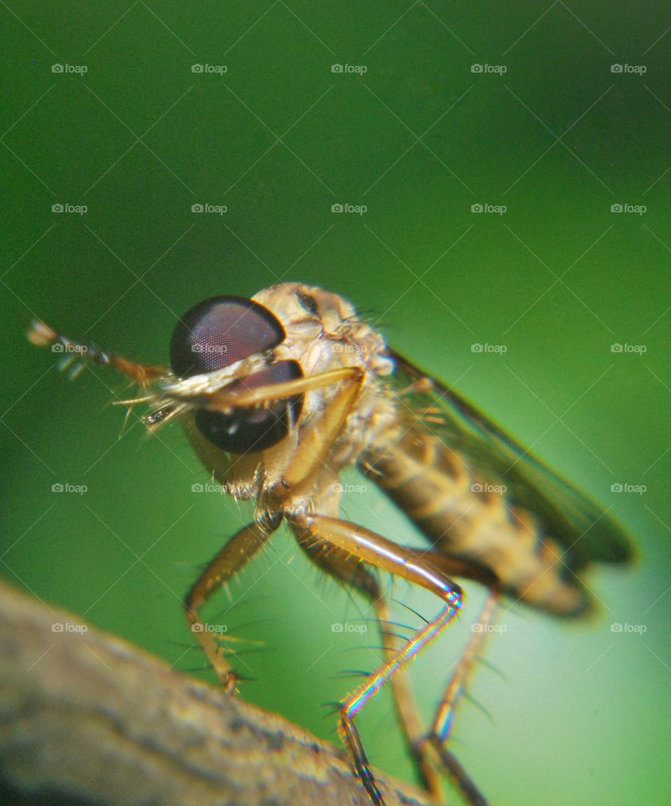 insect fly