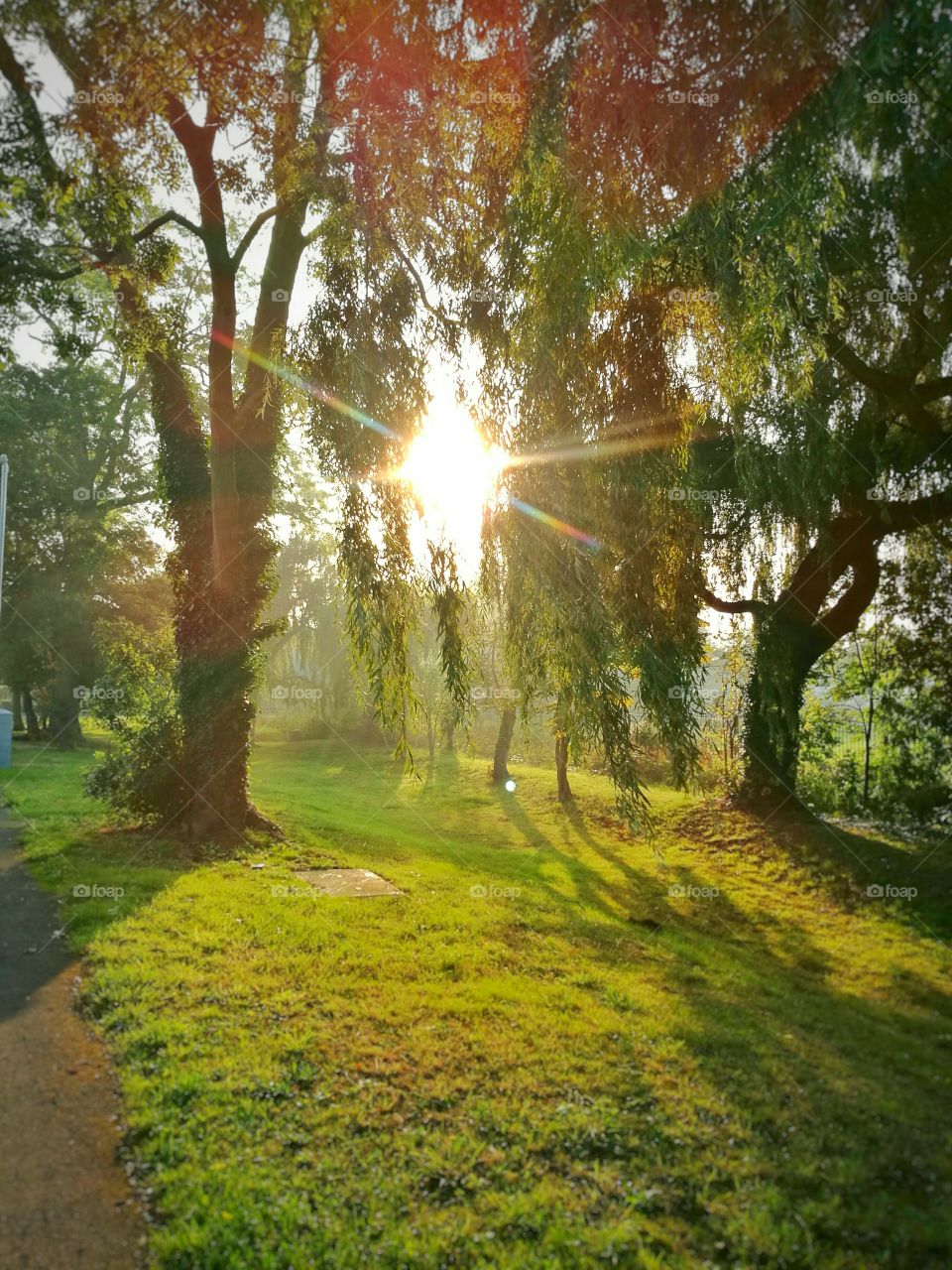 the forest in the sunshine