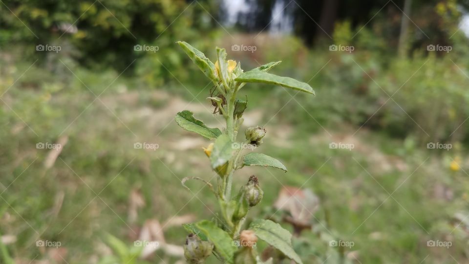 New plant and flowers in Spring time