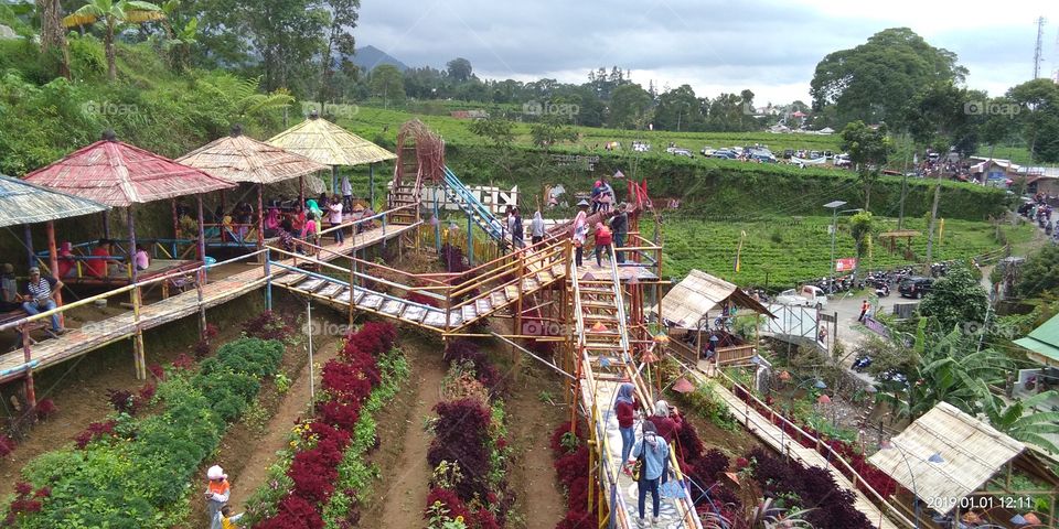tea garden