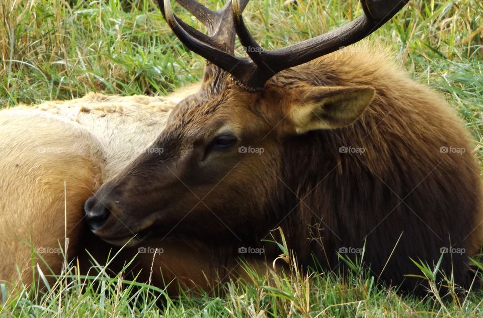 Elk