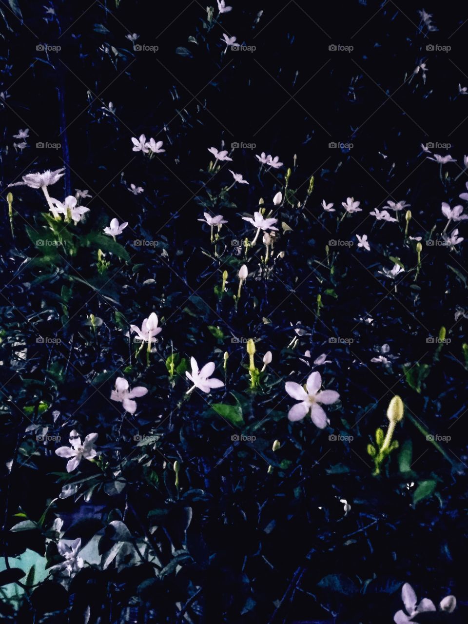 night flowers