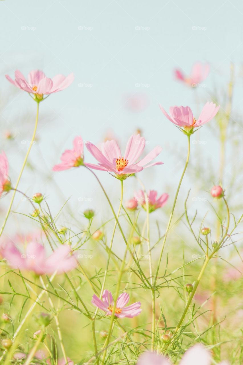 pink flowers in tilt shift lens