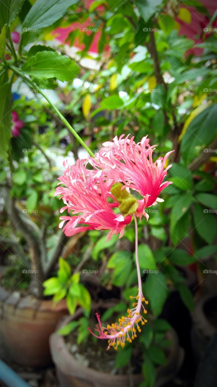 Hibiscus rosa sinensis.