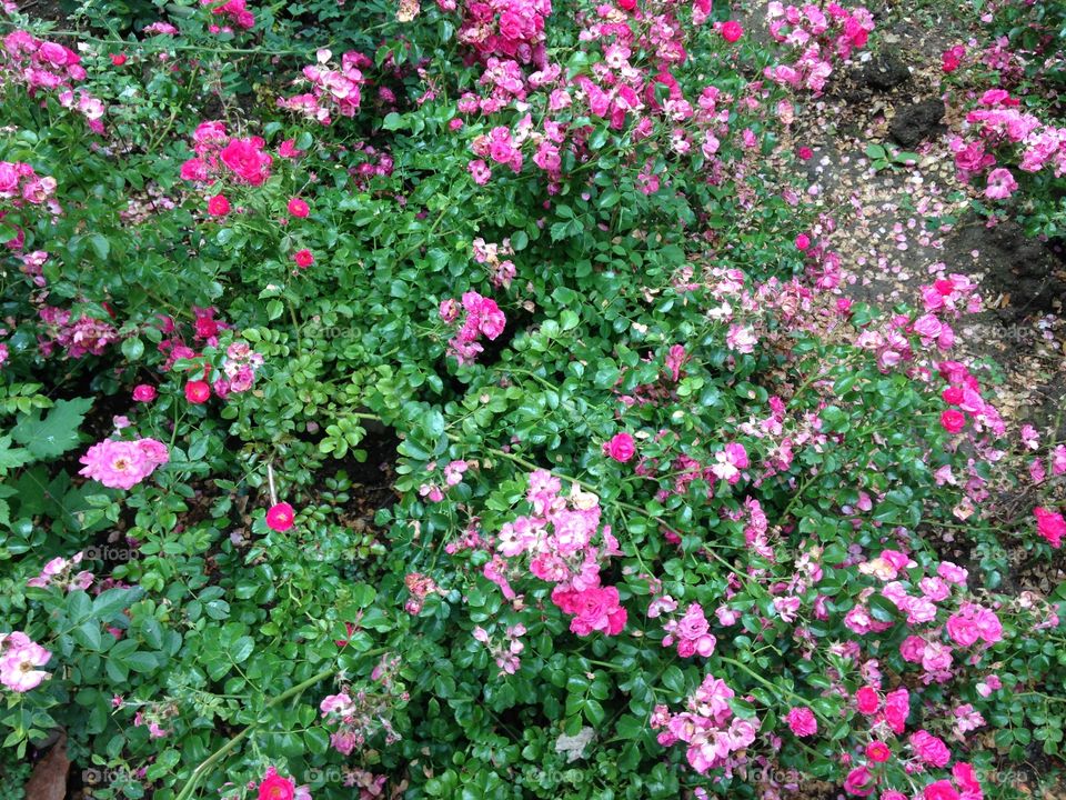 Bright rose flowers 