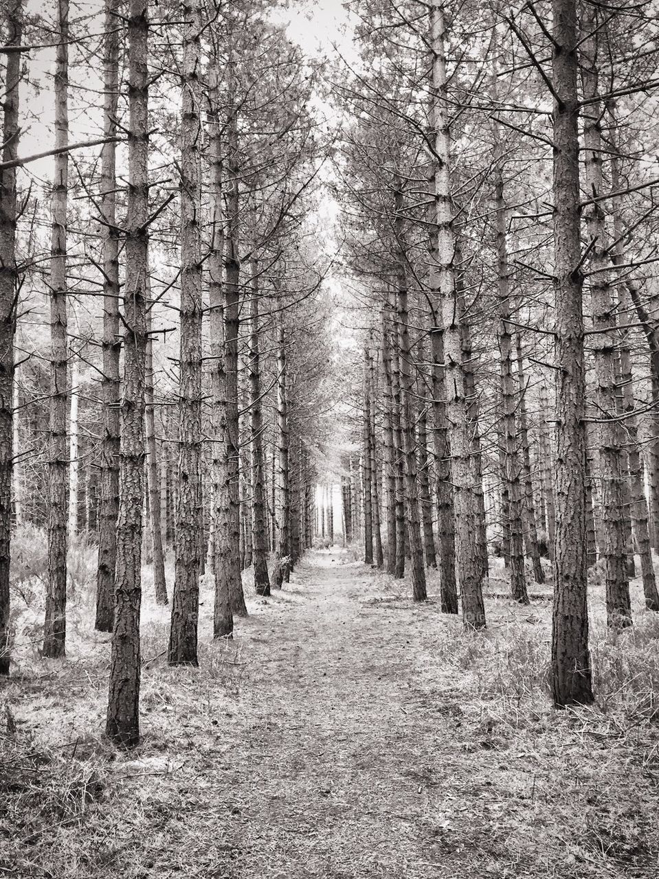 Black and white woodland trail