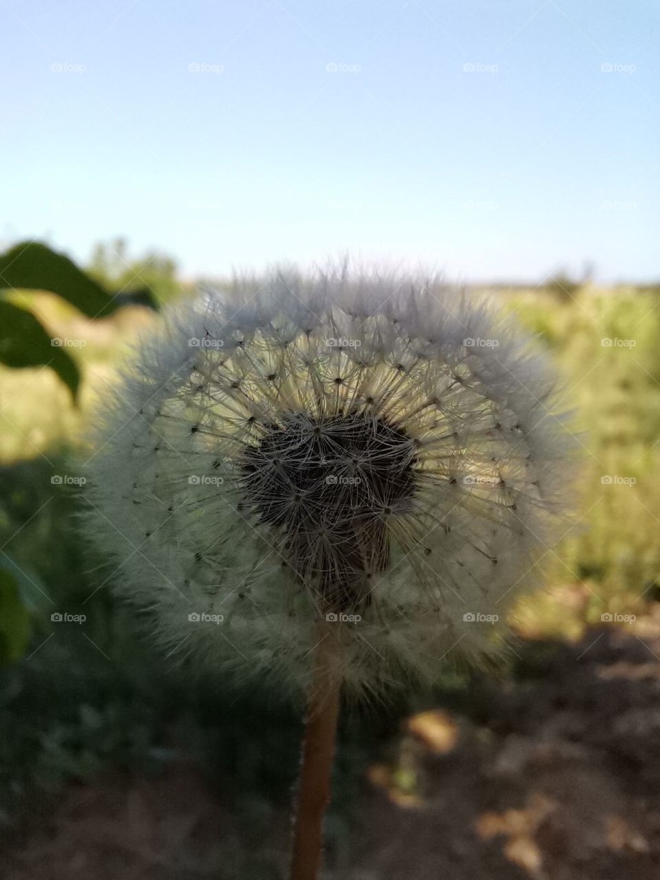 Dandelion
