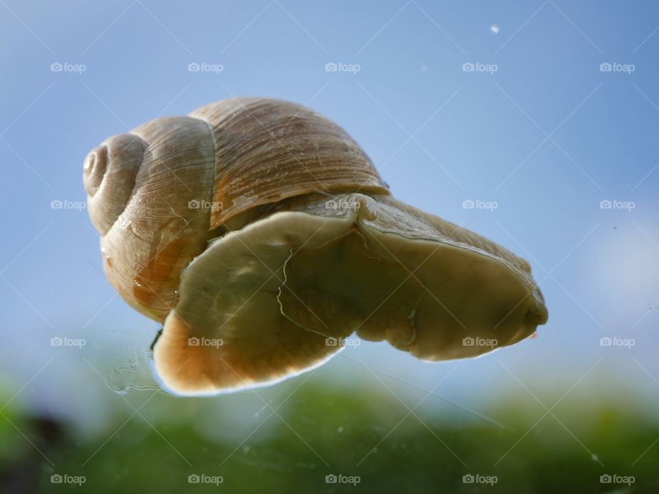 Close up of snail on glass slab