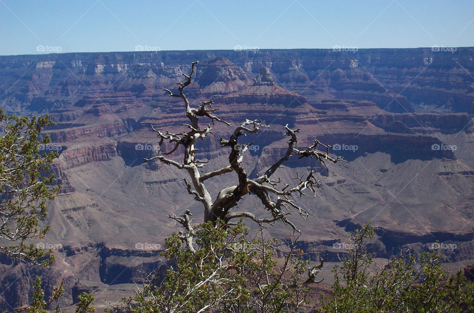 Lone dead tree on a ridge as sentinel over the Grand Canyon Flagstaff Arizona