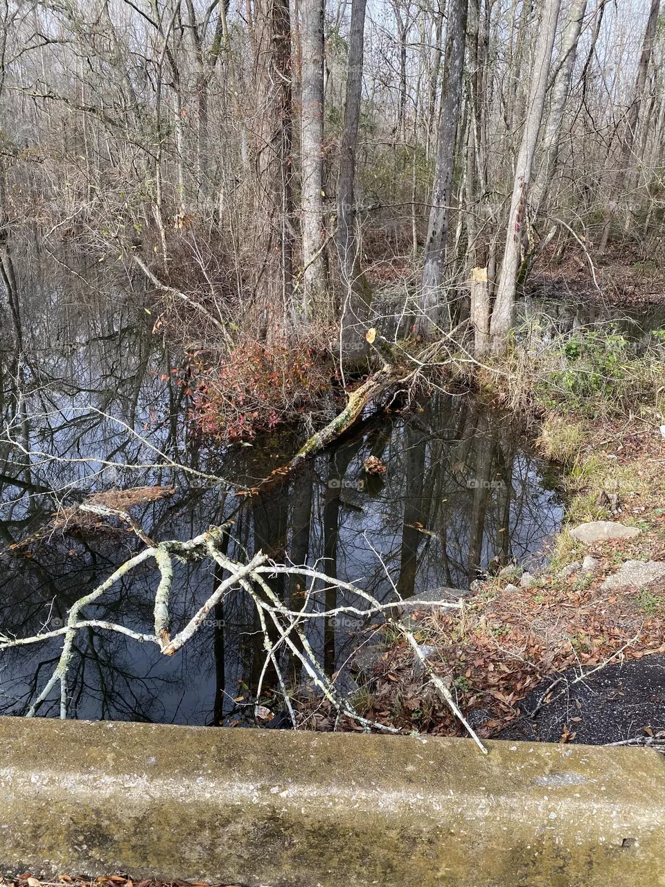 Looking at the water from this country  bridge 