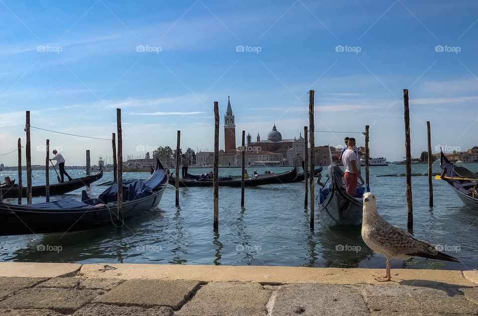 The dove in Venice 
