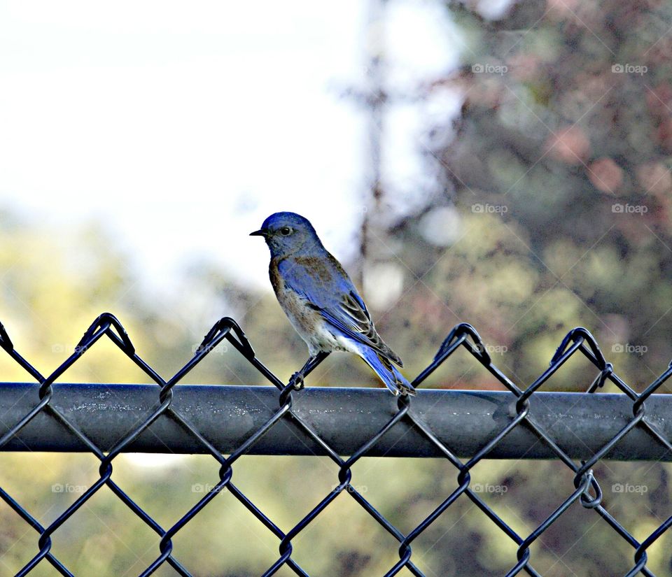 Bird on a fence