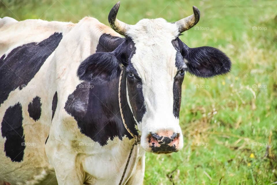 Cow On Green Grass Field
