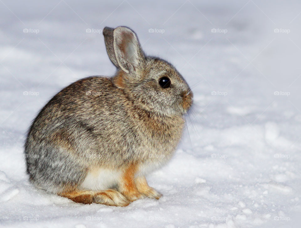 Wild Cotton Tail Rabbit in the Snow