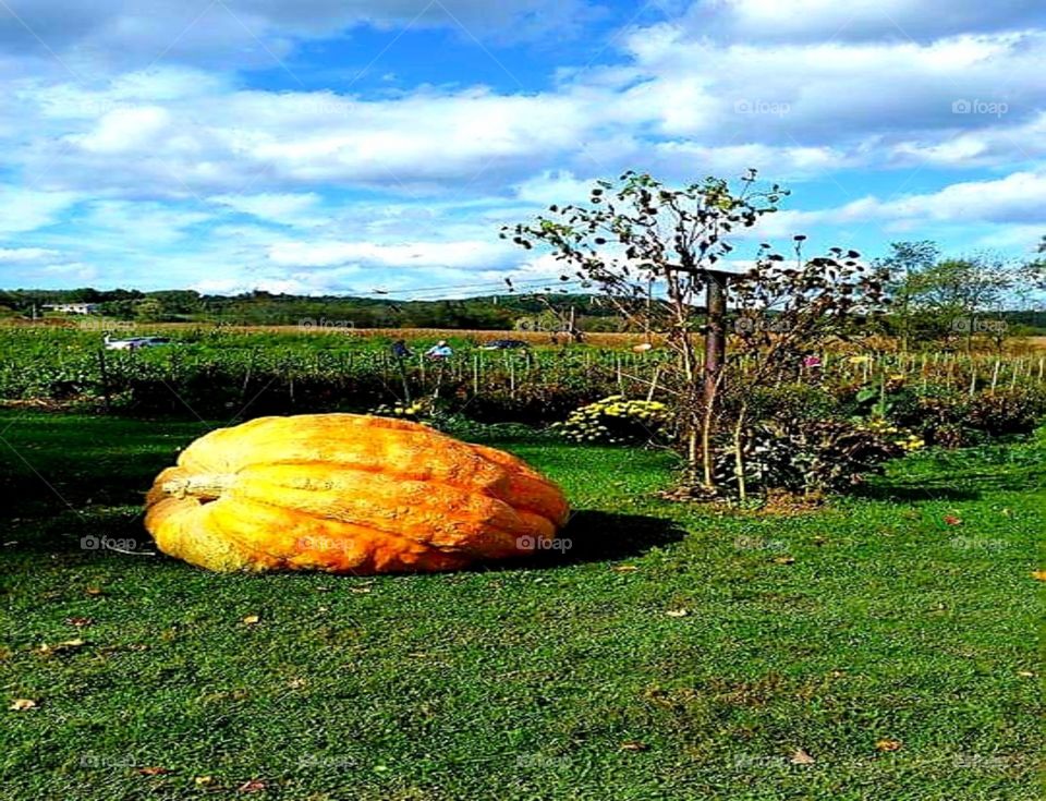 Great Pumpkin, Farm