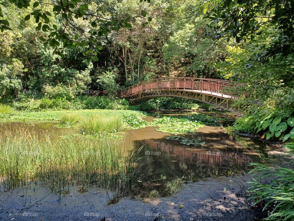 The wooden bridge across the wetland.