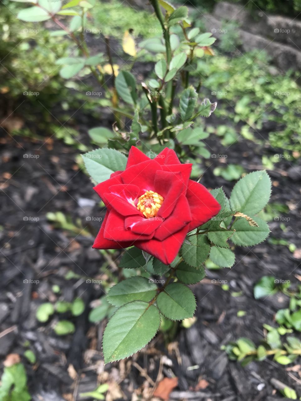 red rose with yellow center, brown mulch background with green leaves 
