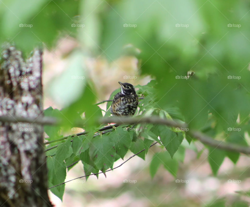 Robin Fledgling awaits; An American Robin Fledgling waiting in the trees for breakfast. Framed by leaves