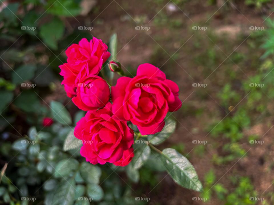 Red roses