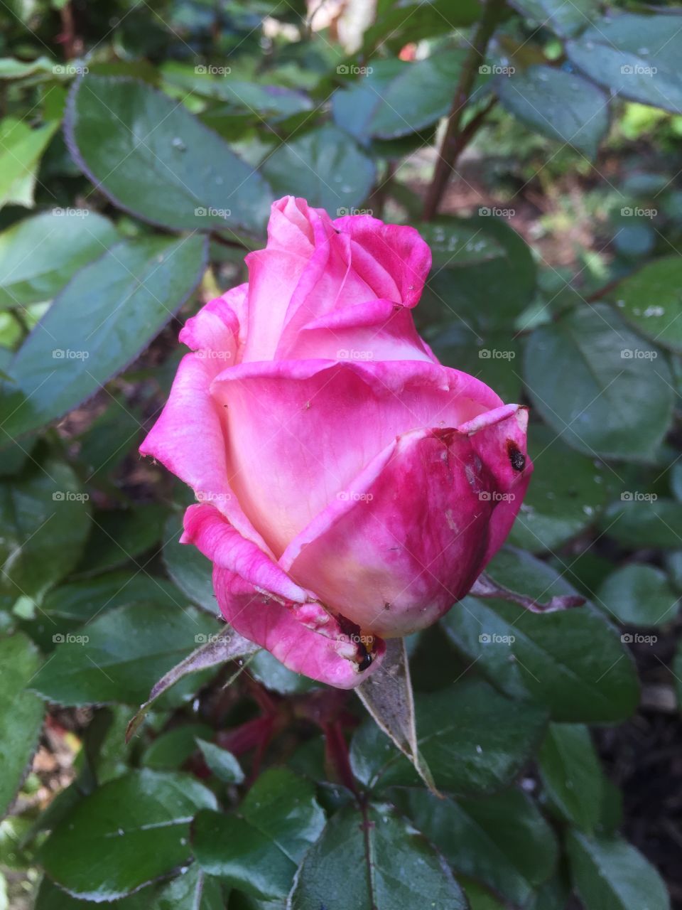 Leaf, No Person, Rose, Nature, Flower