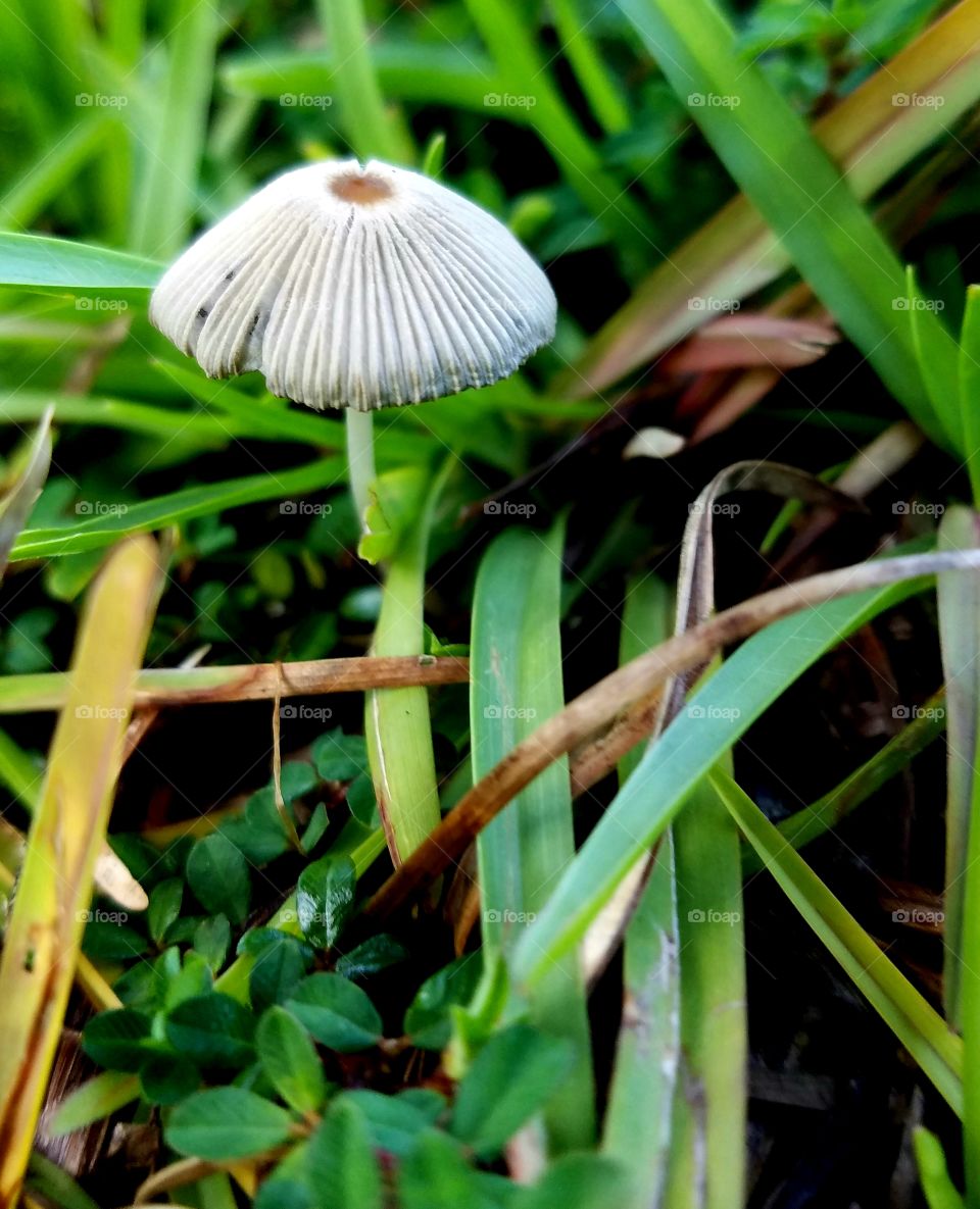 mushroom in the grass