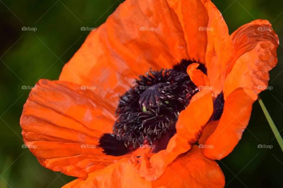 Poppy in the Garden