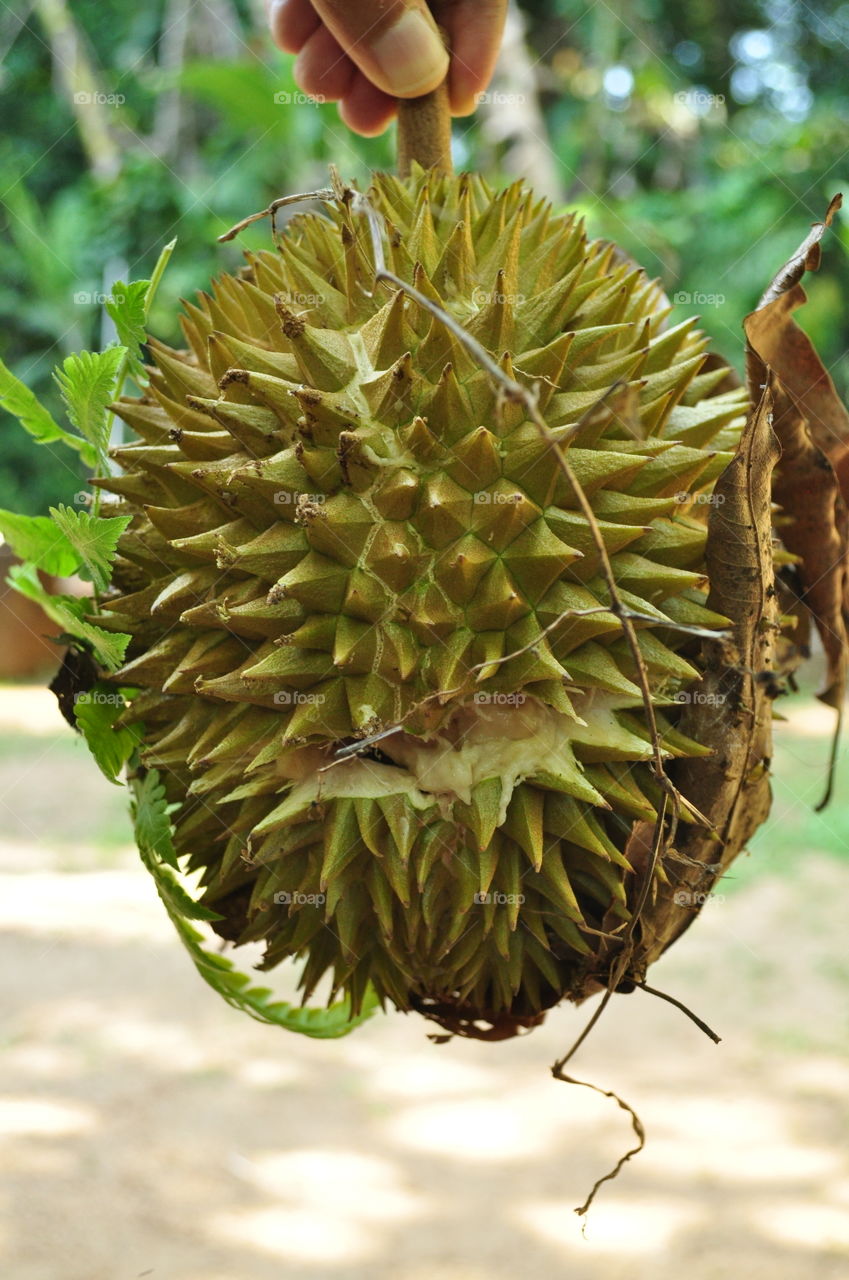 a bursting durian fruit