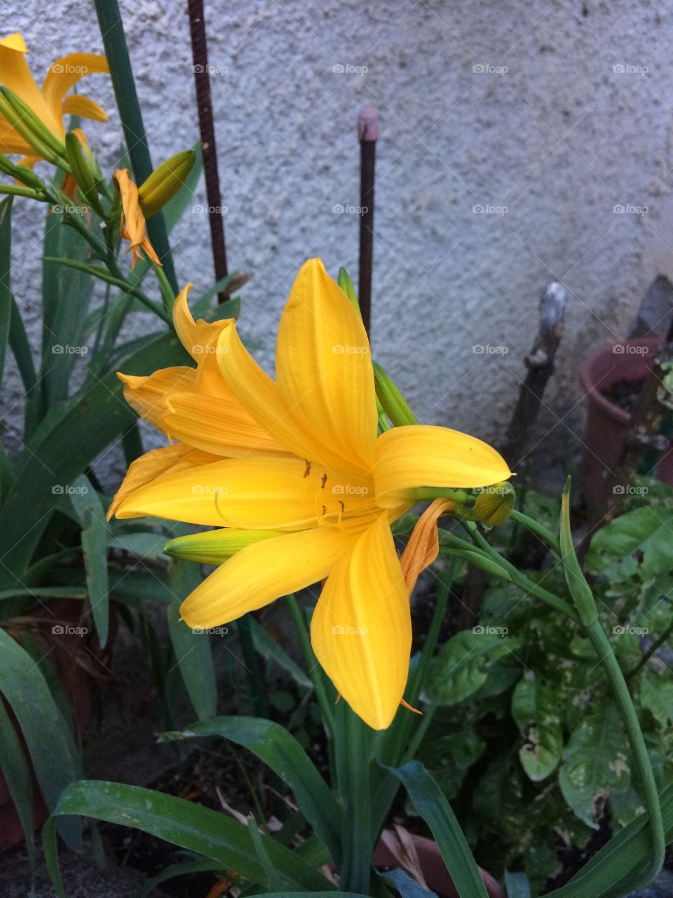 Flower yello lily