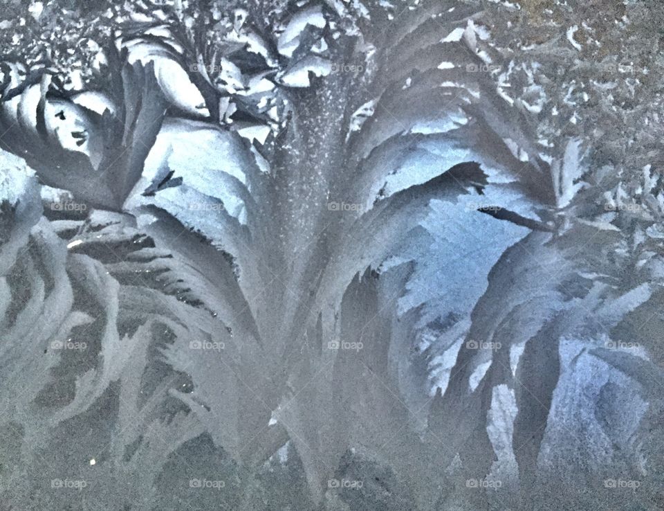 Jack Frost came to visit last night. He’s teasing me with tropical palms and other jungle foliage. I’m getting the hint to take a vacation somewhere warm?