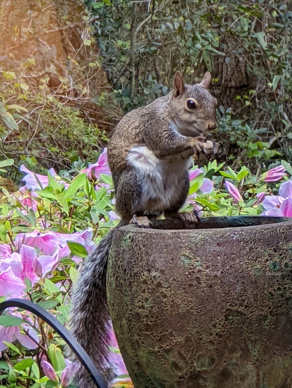 lunch time for a squirrel