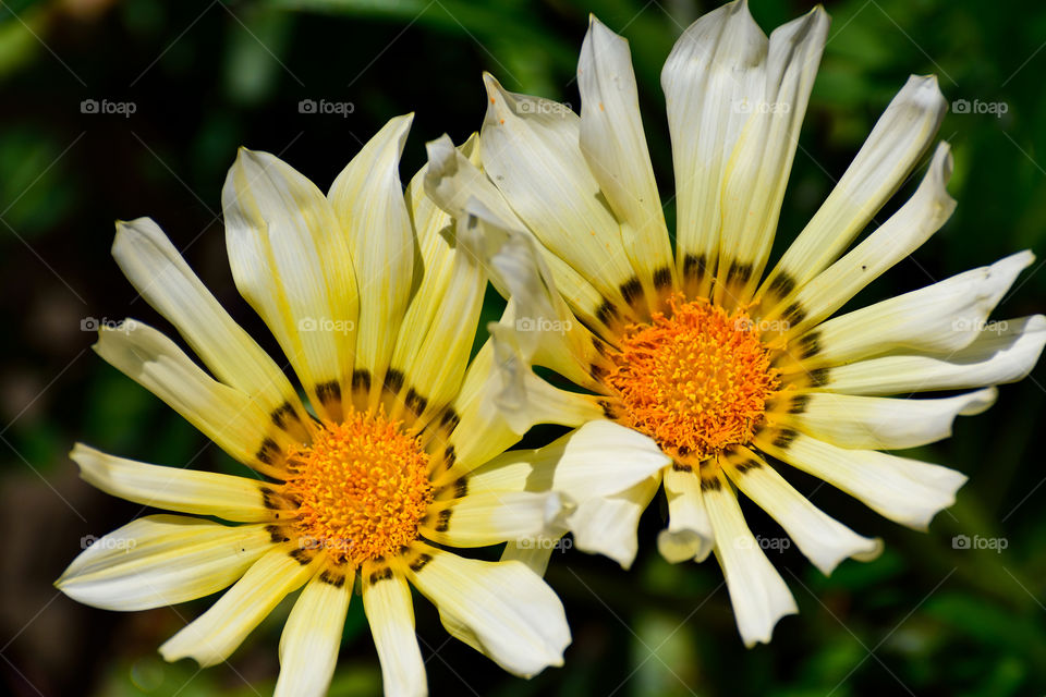 Close-up of daisy flowers