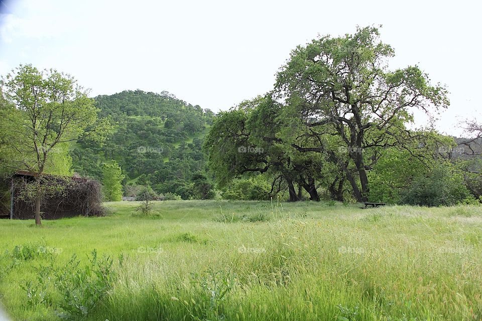 Landscape with trees