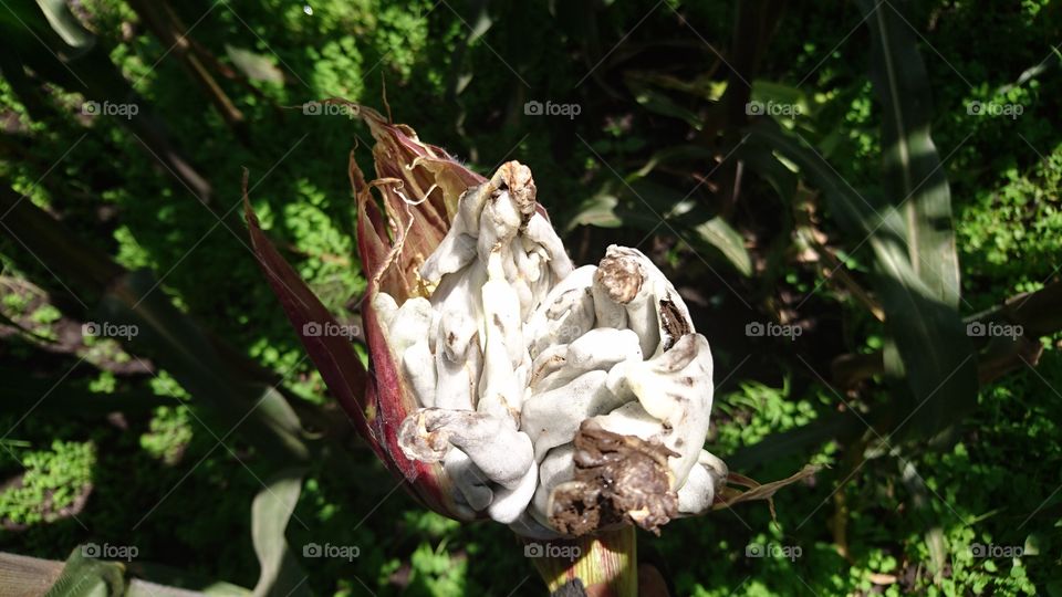 huitlacoches mushroom