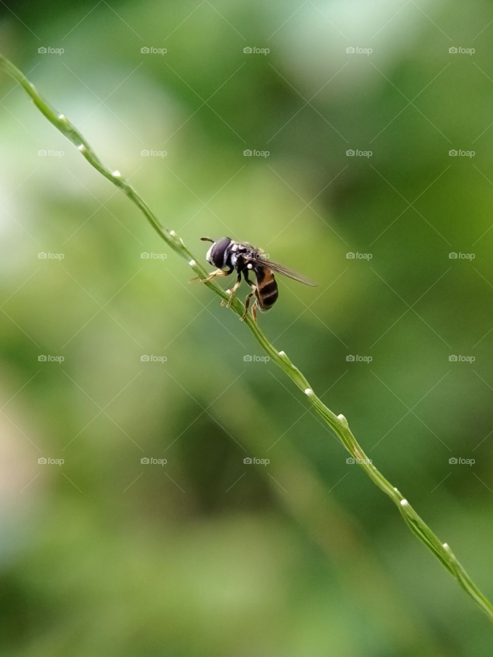 A black-orange mini wasp is sitting on a grass flower stalk. It's two milimeters long!