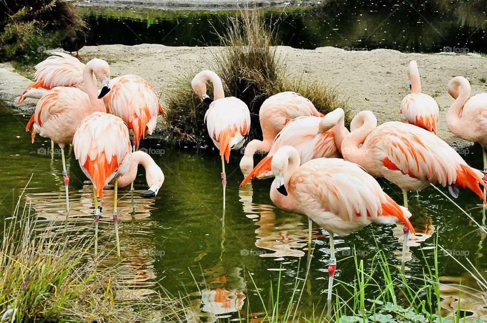 Pretty Flamingos 