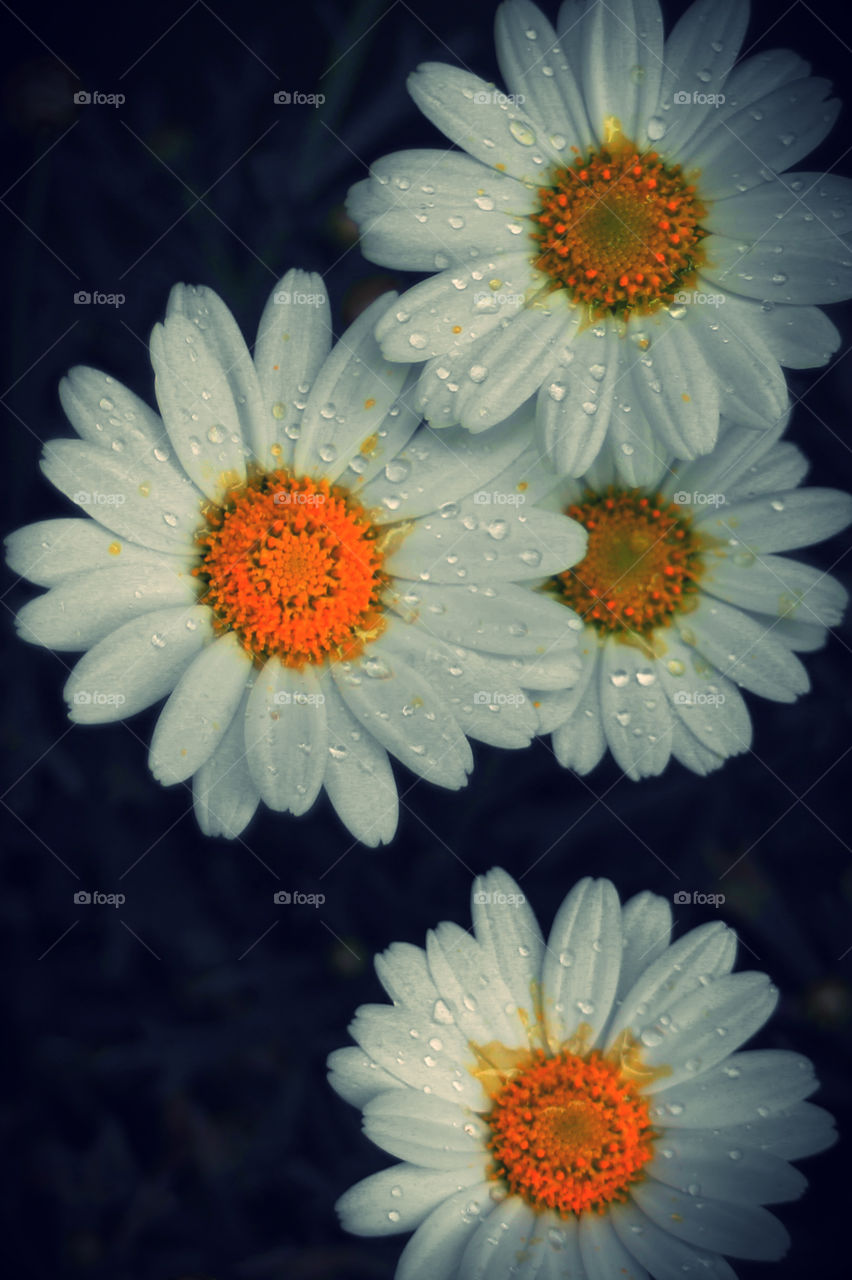 Little daisies