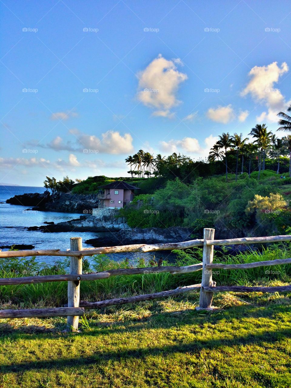 Island life. Island life