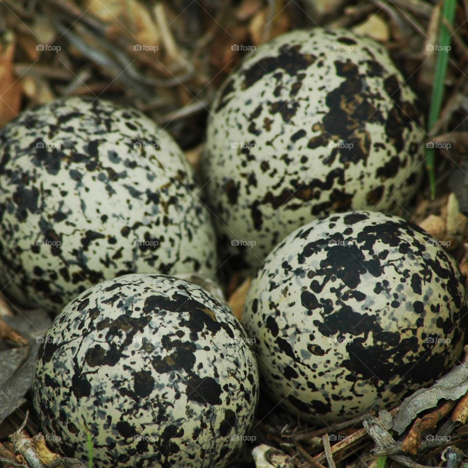 killdeer nest