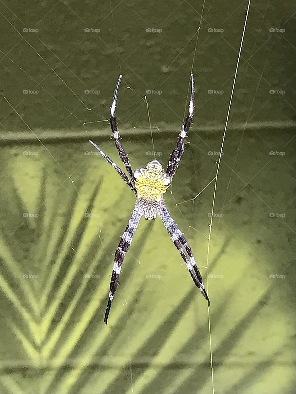 Maui orbweaver or garden spider