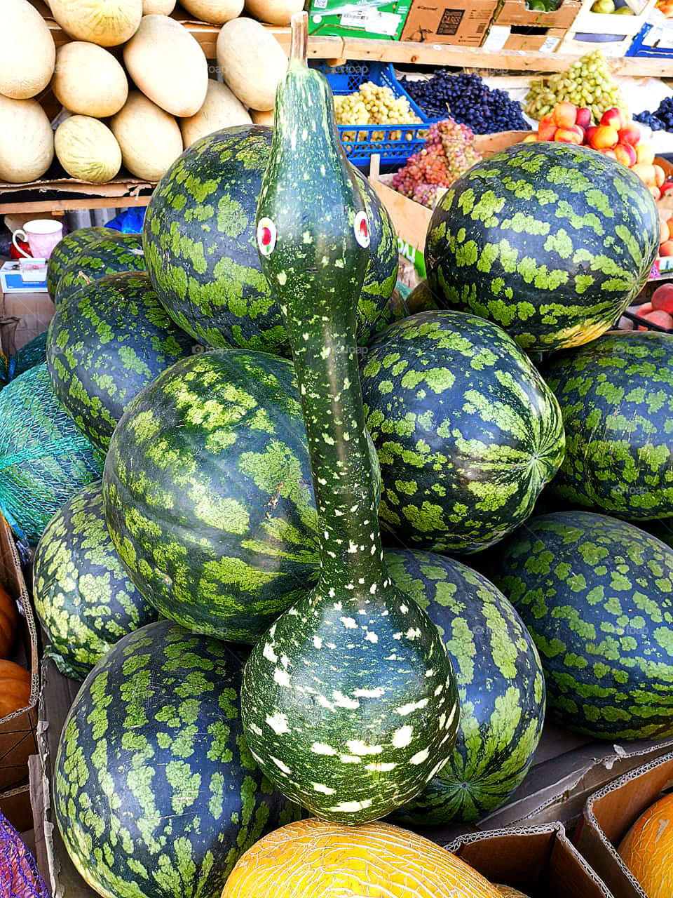 Watermelon and watermelon snake