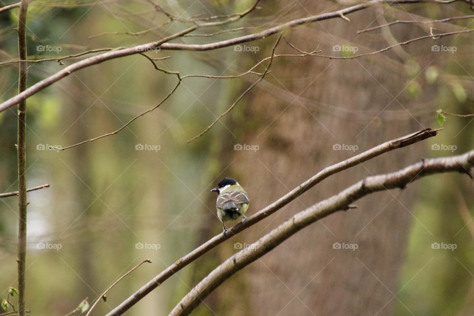 Close-up of a tit sitting on a branch