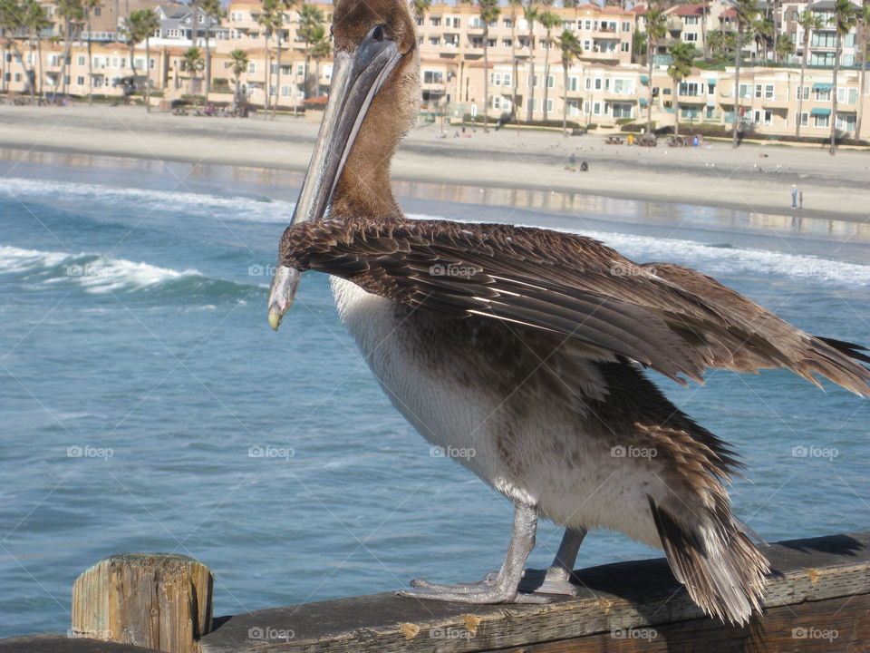 Pelican on Oceanside California pier