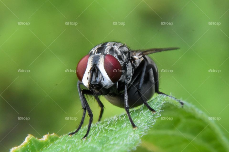 Fly (close up)
