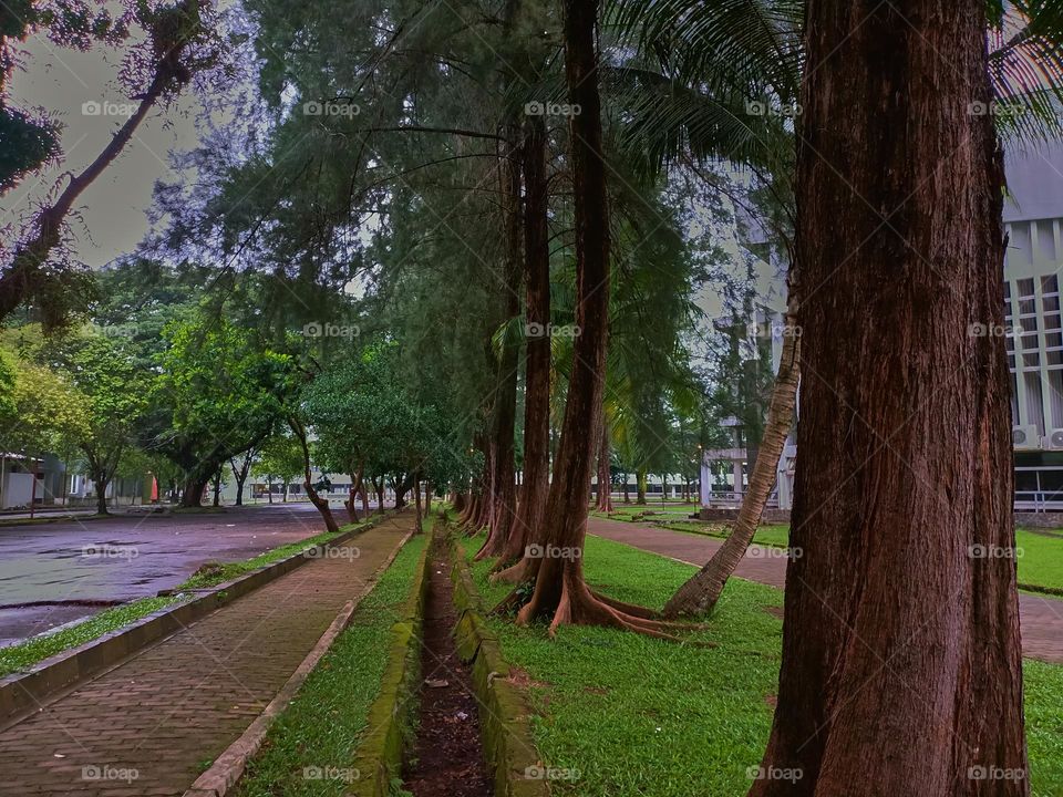 Paths of the park with tall green trees on a sunny day along which people walk. No people