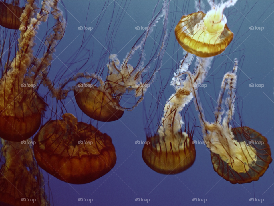 ocean nature blue aquarium by cagedheat