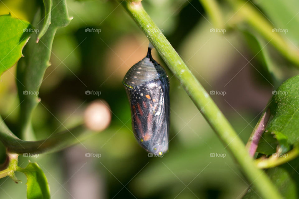 Monarch butterfly in the cocoon 