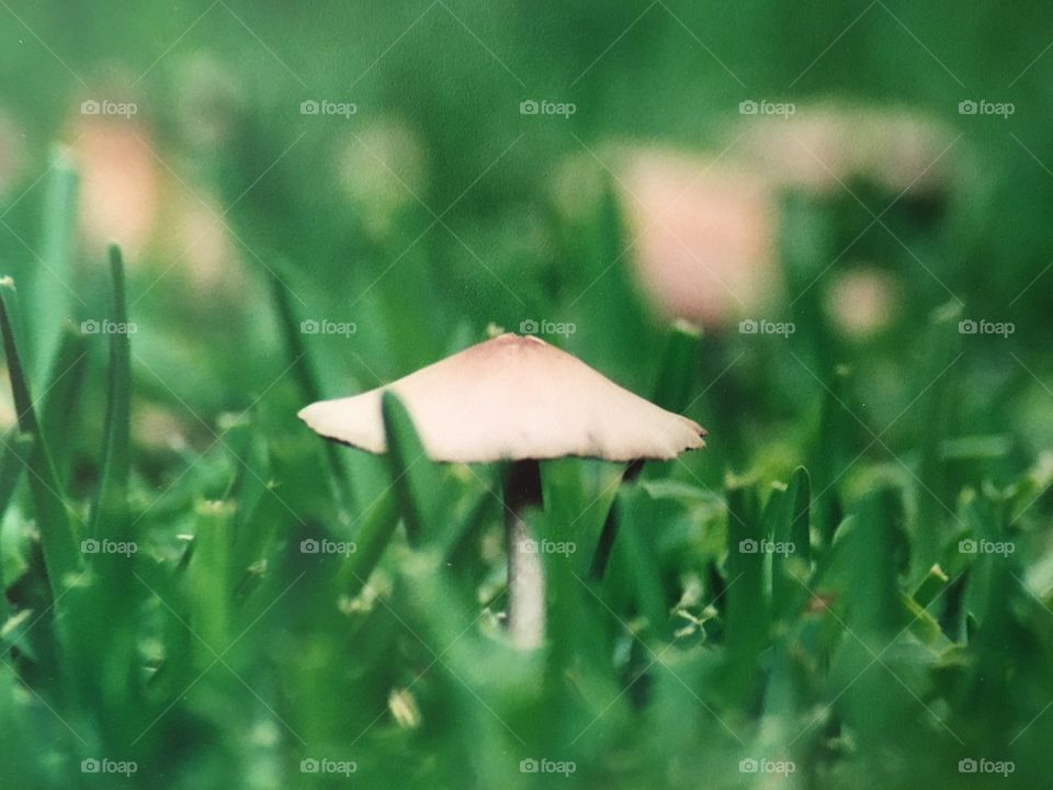 Mushroom in grass