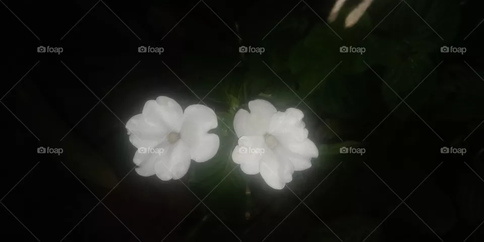 Bloom flower